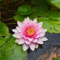 water-lily-3485793_640