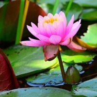 water-lily-4294794_640
