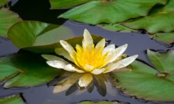 water-lily-4308128_640