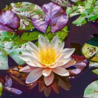 water-lily-4311425_640