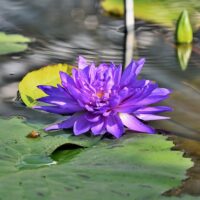 water-lily-4413302_640